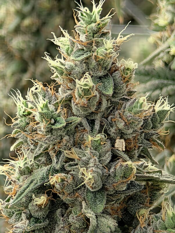 Trichome close-up on Ancient OG