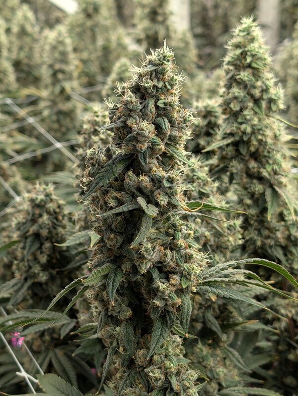 Ancient OG cannabis flower