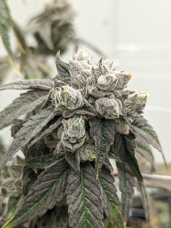 Legendary Lime cannabis flower
