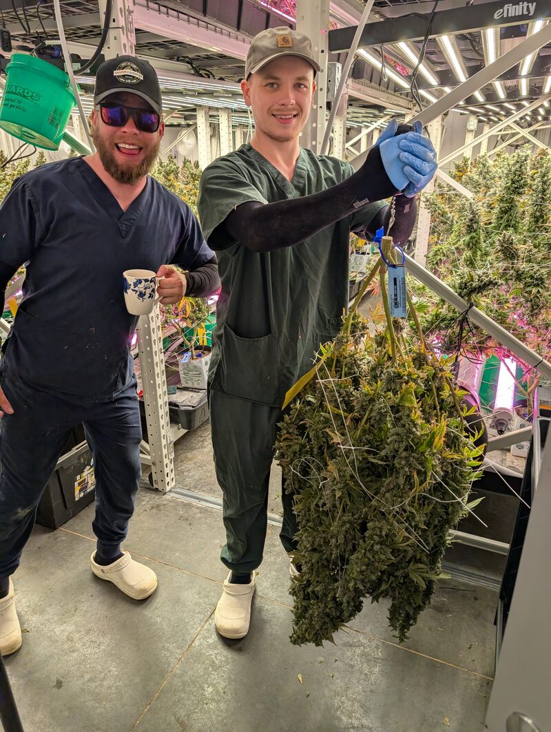 Eric and Brett weighing a fresh harvest in the flower room