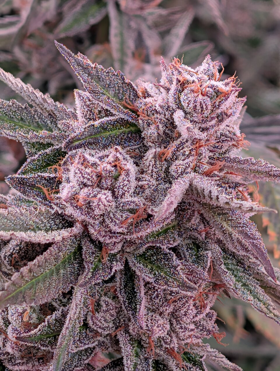 Gastro Pop flowering plant with purple leaves and visible trichomes