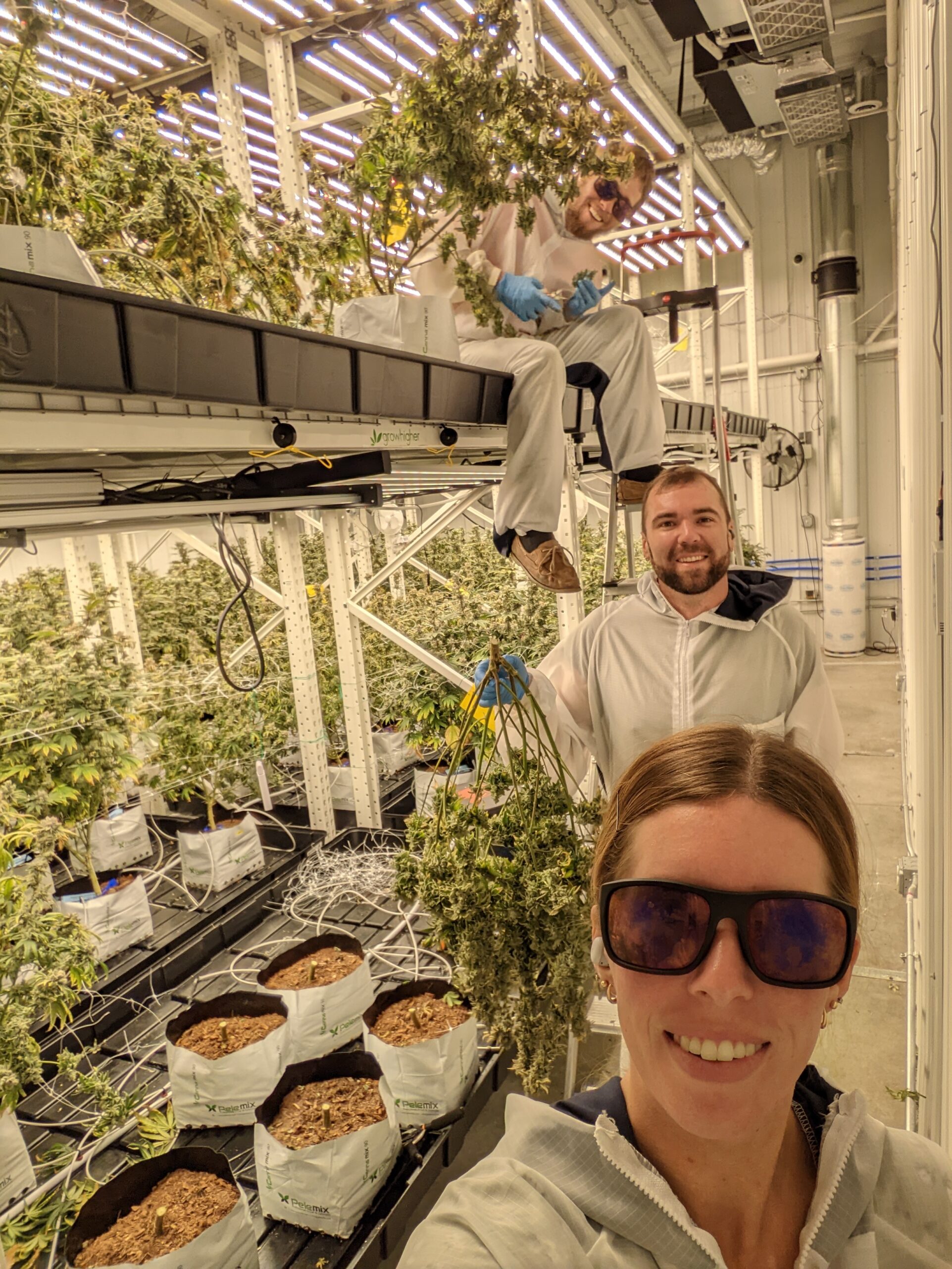 Three people pictured among plants in a Legendary Leaf grow room
