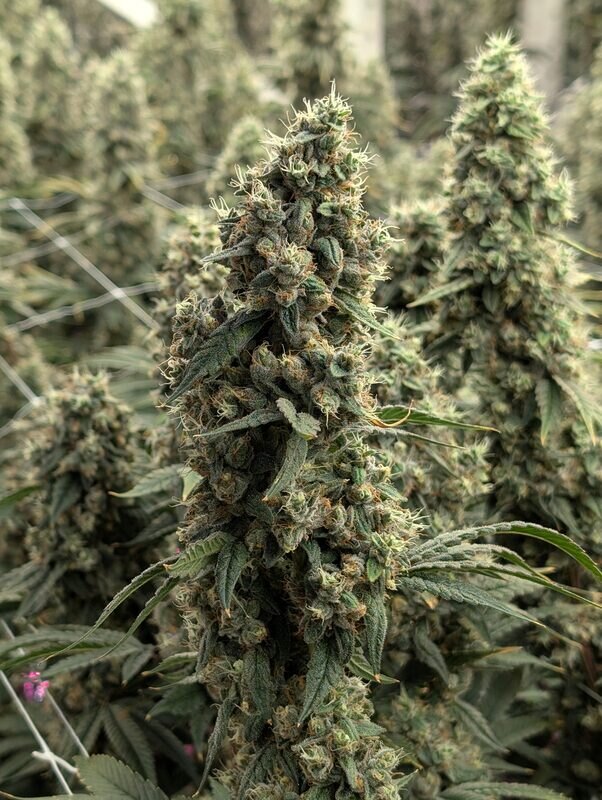 Ancient OG cannabis flower