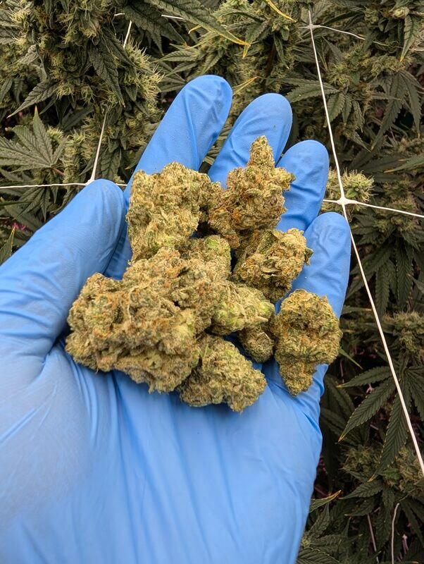 Hand-manicured buds