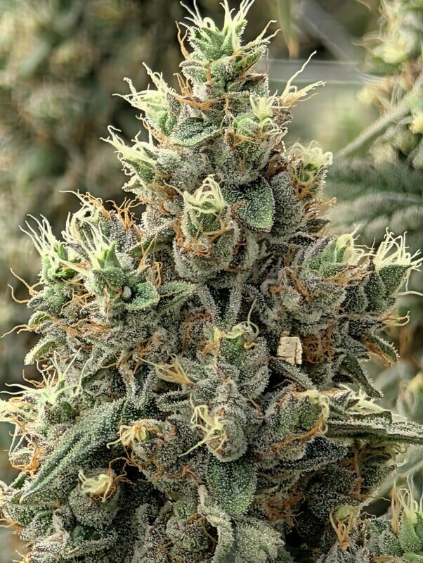 Trichome close-up