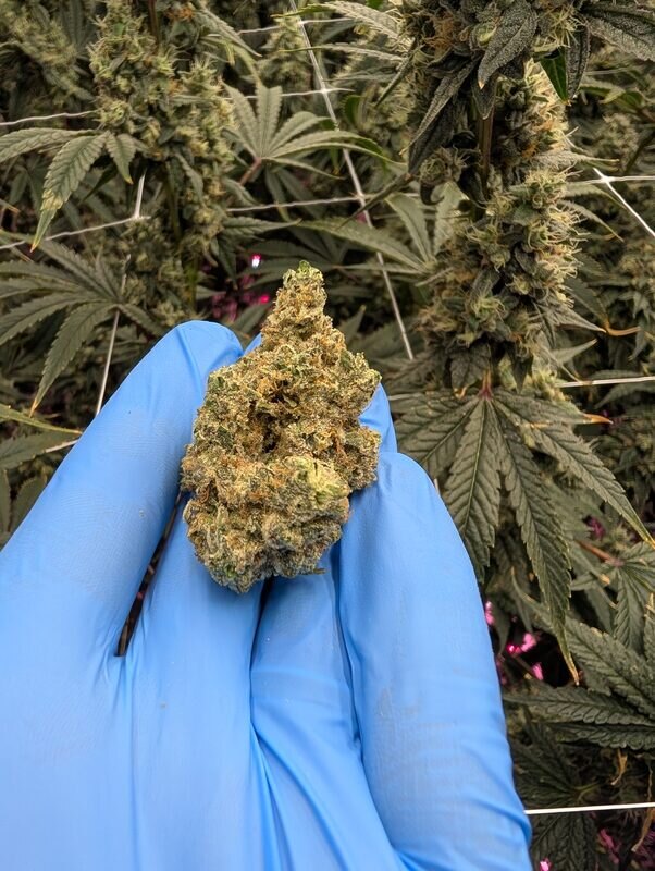 Fresh bud