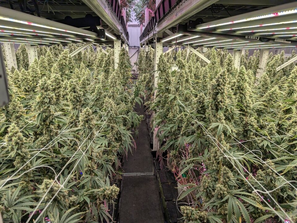 Flower room