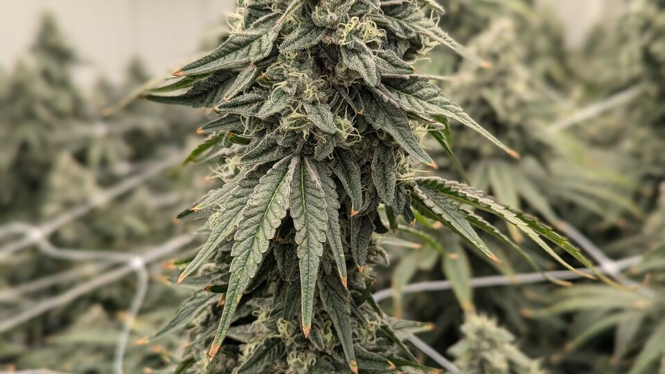 Legendary Leaf cannabis canopy
