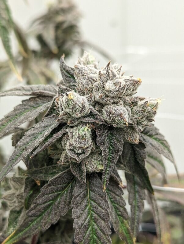 Legendary Lime cannabis flower