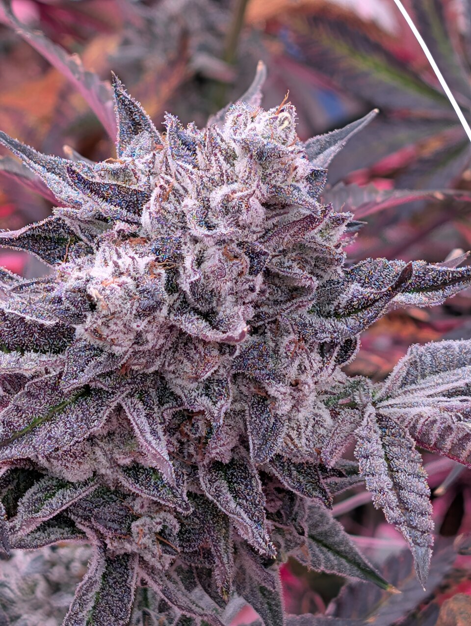 Runtz Carlton flowering plant with purple leaves and visible trichomes